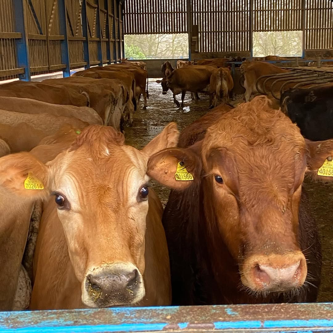 Brown Swiss cattle for sale